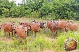 Pemotongan Sapi Betina Produktif Meningkat