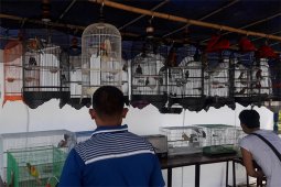 Lomba Kicau Burung Meriahkan Hut Ke-72 Armada