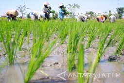 Petani di Tulungagung Kekurangan Stok Pupuk Bersubsidi