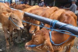 Wujudkan Swasembada Daging, Jatim Inseminasi 1,5 Juta Sapi Betina