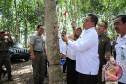 Bupati Balangan Panen Perdana Karet