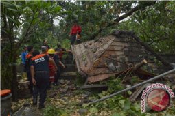 Pohon Kramat Tumbang Timpa Pura Prajapati Denpasar
