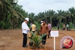 Presiden akan pantau perkembangan program sawit rakyat