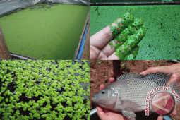 Peneliti IPB Teliti Fermentasi Daun Mata Lele untuk Pakan Ikan Nila