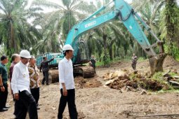 Peremajaan Kelapa Sawit Dimulai di Sumut