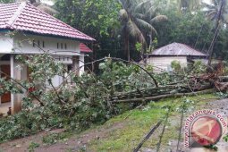 Pohon Tumbang Timpa Rumah Warga Mukomuko