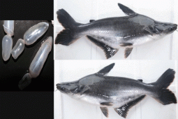 Fishery Ministry, FAO to develop low-cost Pangasius culture