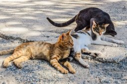 Anjing atau Kucing, Mana yang Lebih Pintar?