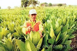 Kabupaten Gresik Berencana Kembangkan Tembakau Virgiana 2018