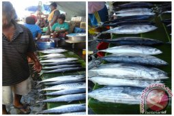 Harga ikan cakalang segar di Ambon mahal