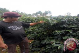 Sigararutang Andalan Petani Kopi Humbahas