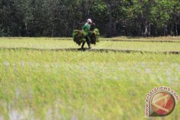 Realisasi Tanam Padi Di Langkat 81,28 Persen