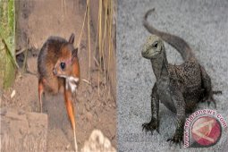 Memetik Makna Cerita "Pilanduk Dan Biawak"