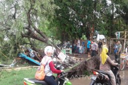 Angin Puting Beliung Terjang Puluhan Rumah di Probolinggo