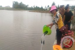Tabur benih Ikan di Danau Toba Samosir