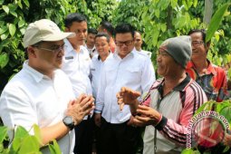 Gubernur: Bangka Belitung Sebagai Provinsi Sentra Lada Putih