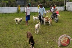 Puskeswan laksanakan program vaksinasi hewan penular rabies