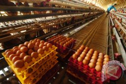 Harga Telur Ayam di Ambon Naik Tajam