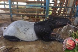 Penjaga Makam Temukan Tapir di Perkuburan Cina