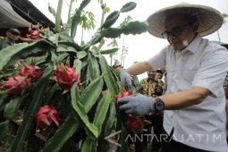 Banyuwangi Kembangkan Buah Naga Organik