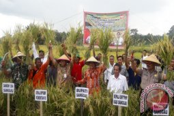 Stok beras nasional akhir tahun melimpah