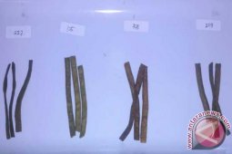 Peneliti IPB Buat Snack untuk Wanita Sindrom Pramenstruasi