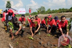 Pertamina peduli mangrove