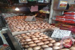 Harga telur ayam ras turun
