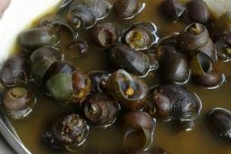 Polres Cimahi Bongkar Modus Sabu dalam Cangkang Tutut di Lembang Bandung Barat