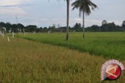 BI Perkirakan Triwulan IV Pertanian Kaltim Melambat