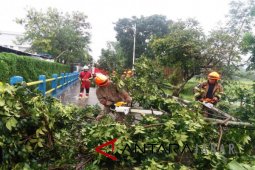 Bandung hujan lebat sejumlah pohon tumbang