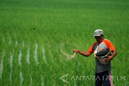 Gawat! Jatah Pupuk Tulungagung Dikurangi