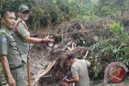 Satpol PP Bangka hentikan paksa penambang ilegal