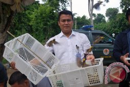 BKSDA NTB Melepasliarkan Burung di TWA Gunung Tunak 