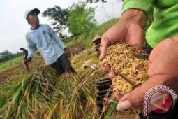 Kodim dukung tingkatkan produksi padi di Halut