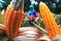Panen Jagung Madura