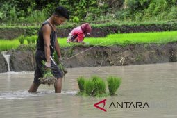 Benih Padi Tahan Wereng