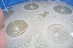 Peneliti IPB  Teliti Efek Bioflok Terhadap Kinerja Reproduksi Ikan Nila