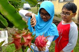 Agrowisata Buah Naga Rembangan Jember Ramai Dikunjungi Wisatawan (Video)
