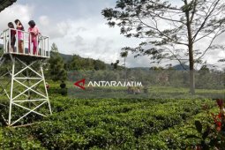 Ngeteh Asyik di Lereng Gunung Lawu