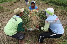 Harga Gabah Basah Turun