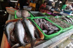 Harga Ikan Laut Naik