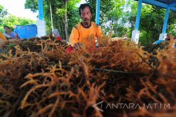 Harga Rumput Laut