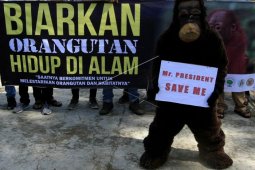 Aktivis kampanyekan penyelamatan orang utan
