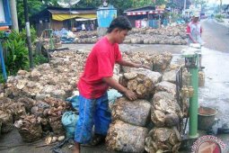 Harga karet di bursa Singapura naik terus