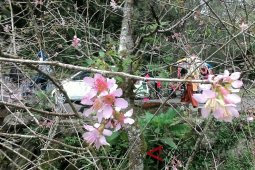 Kebun Raya Cibodas ramai dikunjungi wisatawan asing