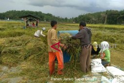 Panen padi varietas inpari di Labuhanbatu
