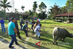 Prosesi adat Simalungun untuk JR-Ance