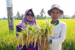Hasil panen padi