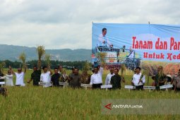 Panen Padi Stabilkan Harga Beras (Video)
